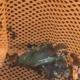 Round-tailed Paradise Fish, photo 9