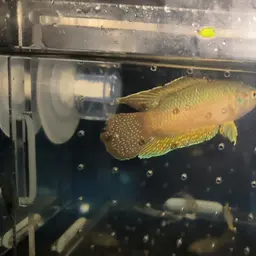 Round-tailed Paradise Fish, photo 10