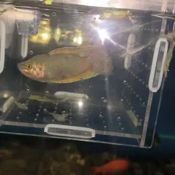 Round-tailed Paradise Fish, photo 11