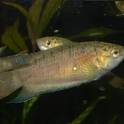 Paradise Fish, photo 2