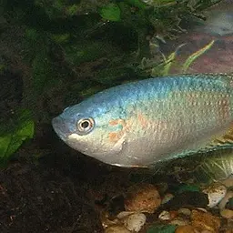 Paradise Fish, photo 3