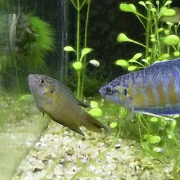 Paradise Fish, photo 4