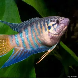 Paradise Fish, photo 5