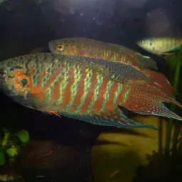 Paradise Fish, photo 6