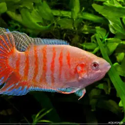 Paradise Fish, photo 7