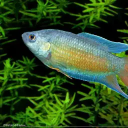 Paradise Fish, photo 8