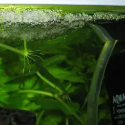 Paradise Fish, photo 9