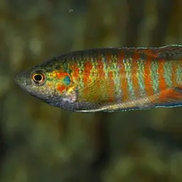 Paradise Fish, photo 1