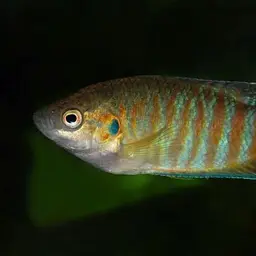 Paradise Fish, photo 11