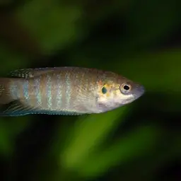 Paradise Fish, photo 12