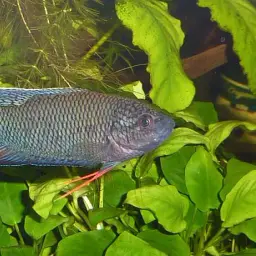 Black Paradise Fish, photo 1