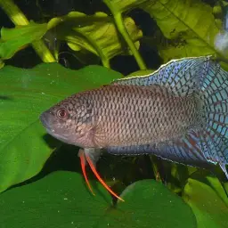Black Paradise Fish, photo 2