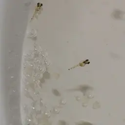 Black Paradise Fish, photo 3