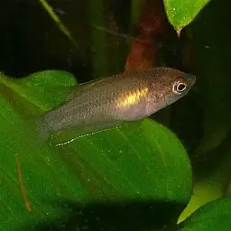 Black Paradise Fish, photo 4