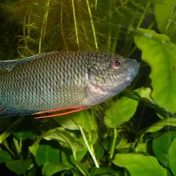 Black Paradise Fish, photo 5