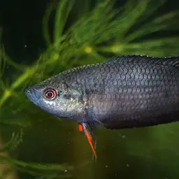 Black Paradise Fish, photo 6