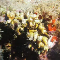 Pointed Pencil Coral, photo 2