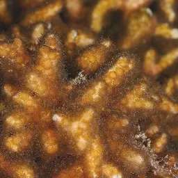 Pointed Pencil Coral, photo 3