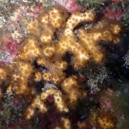 Pointed Pencil Coral, photo 4