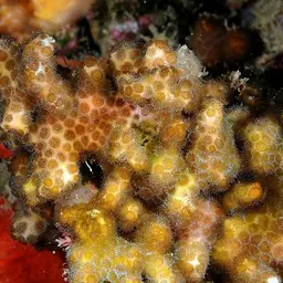 Pointed Pencil Coral, photo 1