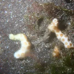 Pointed Pencil Coral, photo 5