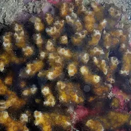 Pointed Pencil Coral, photo 6
