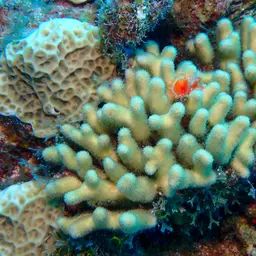 Yellow Pencil Coral, photo 1