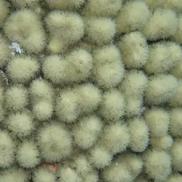 Yellow Pencil Coral, photo 2