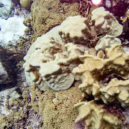 Yellow Pencil Coral, photo 3