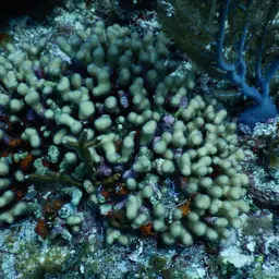 Yellow Pencil Coral, photo 4