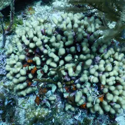 Yellow Pencil Coral, photo 5