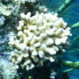 Yellow Pencil Coral, photo 6