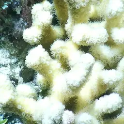 Yellow Pencil Coral, photo 7