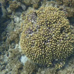Yellow Pencil Coral, photo 8
