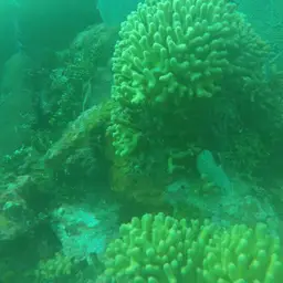 Yellow Pencil Coral, photo 9