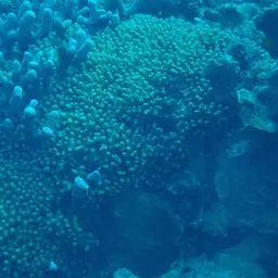 Yellow Pencil Coral, photo 10