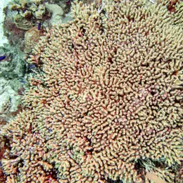 Yellow Pencil Coral, photo 11
