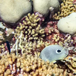 Yellow Pencil Coral, photo 12