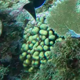 Green Cactus Coral, photo 2