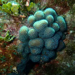 Green Cactus Coral