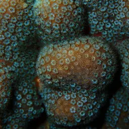Green Cactus Coral, photo 3