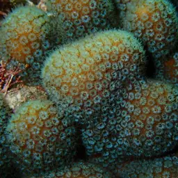 Green Cactus Coral, photo 4