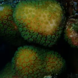 Green Cactus Coral, photo 6