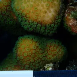 Green Cactus Coral, photo 7