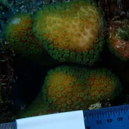 Green Cactus Coral, photo 8