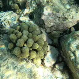 Green Cactus Coral, photo 9