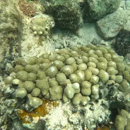 Green Cactus Coral, photo 10