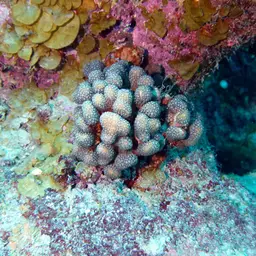 Green Cactus Coral, photo 11