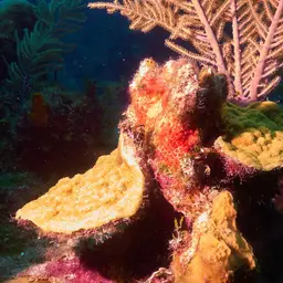 Green Cactus Coral, photo 12