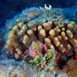 Eight-ray Fingercoral, photo 1